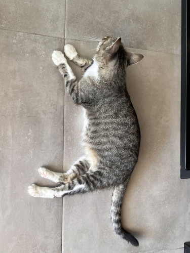 Cat lying on tile floor