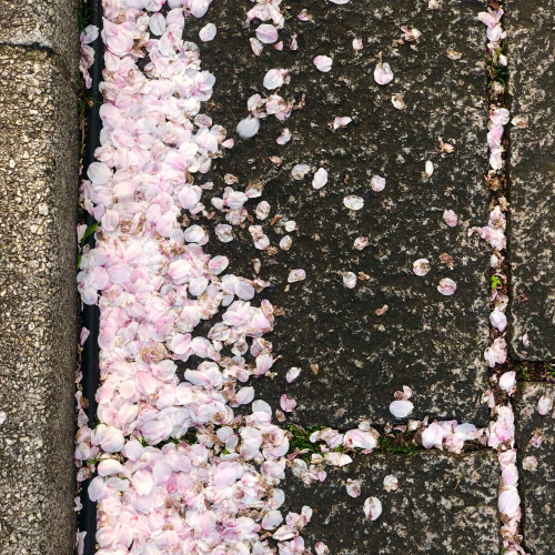 Pétales de fleurs de cerisier dans un rigole
