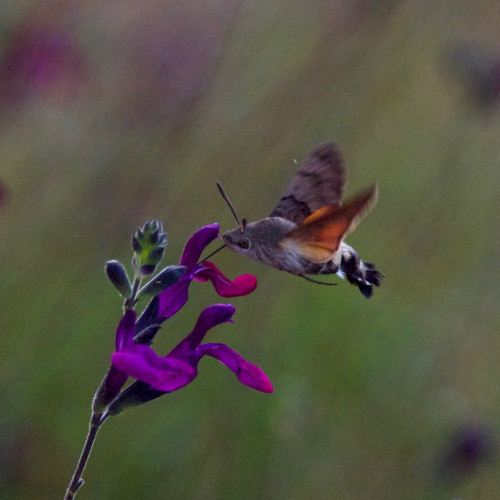 A grey, orange, white and black hummingbird hawk-moth in flight, browsing a violet nachtvlinder salvia flower. Dark Green and violet bokeh.

420mm, f/5.6 , 1/4000

