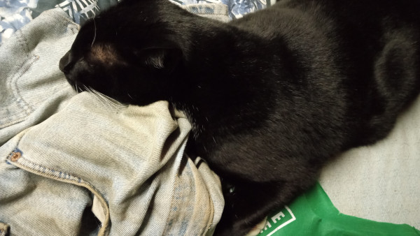 A black cat laying on dirty jeans. Discarded work pants covered in dirt, cat resting head on top, leg curled under to *hug* the pants he loves LoL 