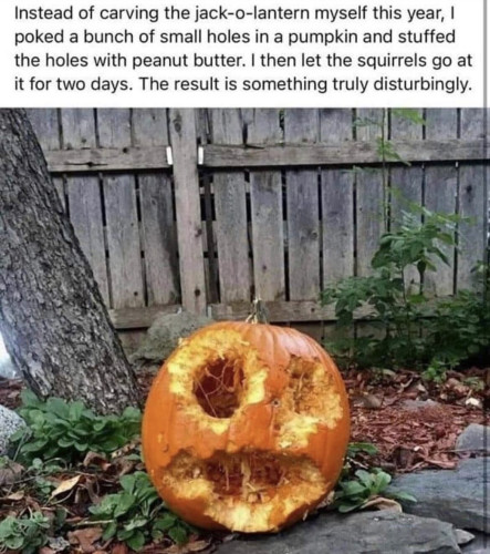 "Instead of carving the jack-o-lantern myself this year, I poked a bunch of small holes in a pumpkin and stuffed the holes with peanut butter. I then let the squirrels go at it for two days. The result is something truly disturbing."
[Picture of a horrifying pumpkin face gnawed away]
