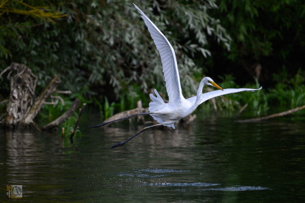 Great Egrets are tall, long-legged wading birds with long, S-curved necks and long, dagger-like bills. In flight, the long neck is tucked in and the legs extend far beyond the tip of the short tail