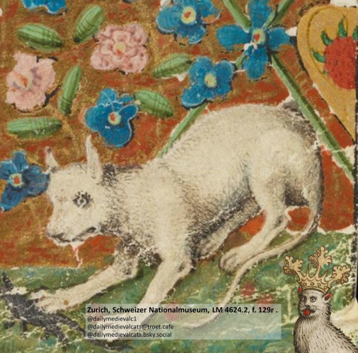 Picture from a medieval manuscript: A white cat on alert