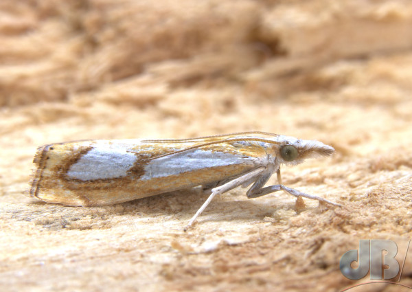 Catoptria pinella micro moth, a Pearl Grass-veneer on a block of sand-coloured giving the illusion of a creature walking through the desert, perhaps.