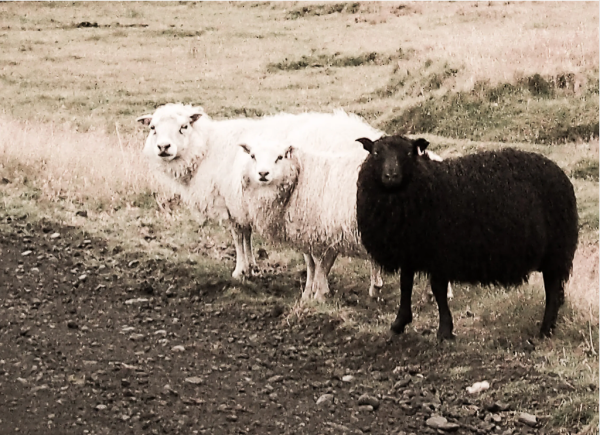Black and white photo of three sheep staring at the viewer, two white, one black. Their expression is somewhere between “Who me?” and “What are you looking at?"