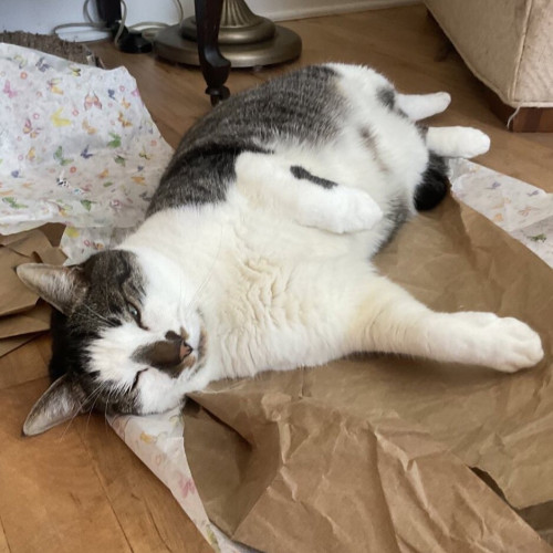 A handsome cat spread out over crumpled packing and tissue paper, looking pretty pleased with himself 