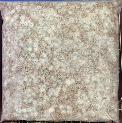 A platic bag containing something covered with spots of white, with drops of moisture inside the bag.