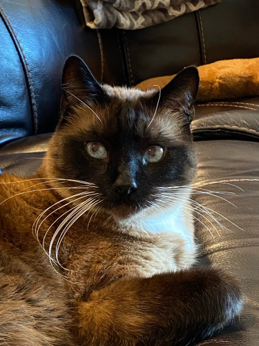 A Siamese cat looking at the camera 