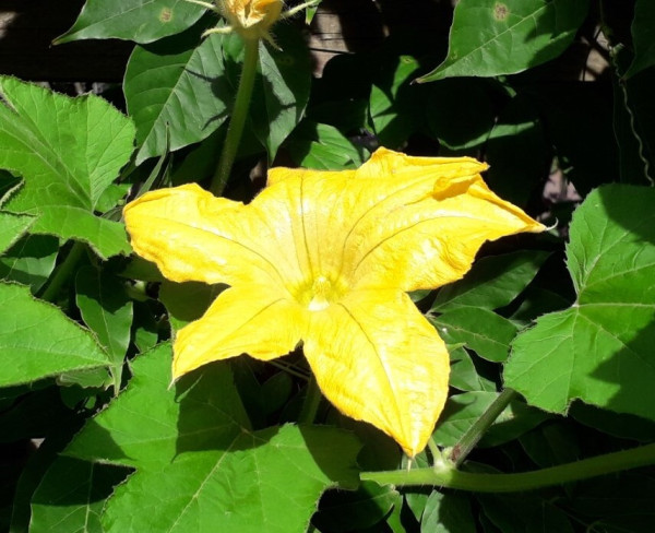 yellow courgette flower reflecting sunlight.