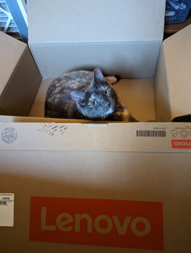 A picture of a cat sitting inside and open cardboard box with a Lenovo laptop box posed in front of it. The cat is looking up at the camera with gold eyes and appears relaxed and content in the box.