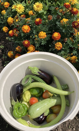 Top:  Orange marigolds and a few yellow zinnias. 
Bottom: A plastic tub with a variety of vegetables — eggplant, zucchini, tomato,  Armenian cucumber, green pepper, yellow pepper. 