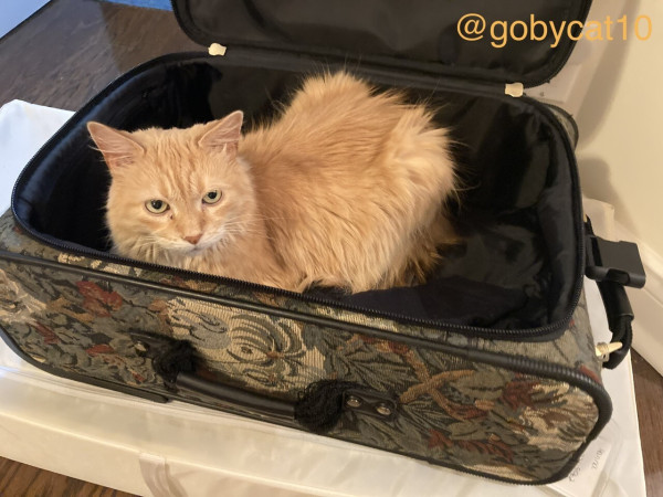 Goby, a fluffy ginger cat, loafing in an open tapestry suitcase. 