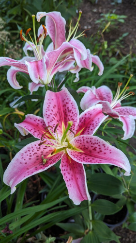 Large oriental lily with dark pink petals with lighter edges and a yellow center.