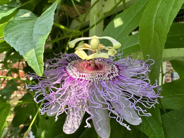 More adventures with purple Passion Flowers. Several more opened blooms yesterday, some in good shape, some not so. But they sure attracted the bees. 