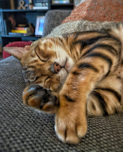 Beautiful bengal cat Pi on the couch in a power sleep for Caturday 