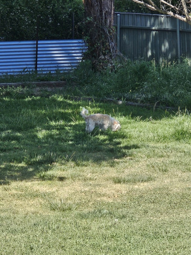 A fluffy old little white dog, sniffing around in the grass.