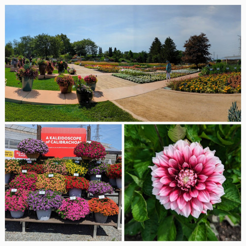 A collage of 3 photographs. Top is a view out over very colorful garden beds and some large containers with even more #flowers. Lower left is a display of pots with brightly colored flowers in each. Lower right is a close up of a dahlia with a dark pink center and fading out to white tips of the petals.