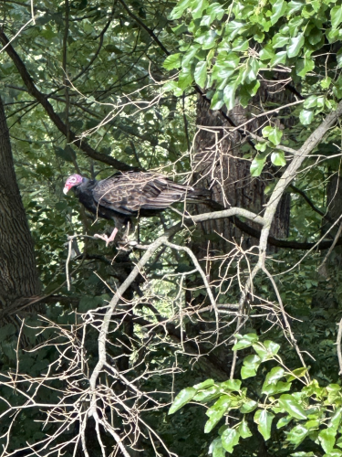 Turkey vulture roosting