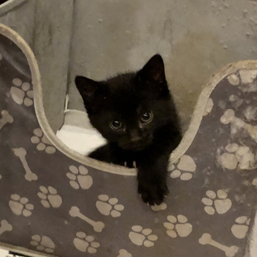 A black kitten in a cat play box