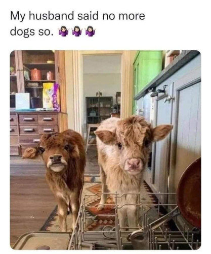 A picture of two small cows in a house with the text "My husband said no more dogs, so."