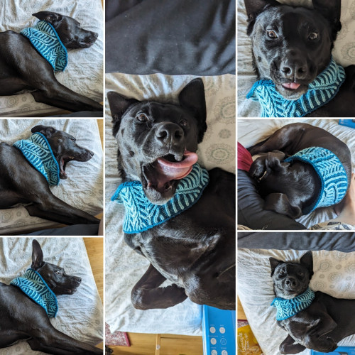 Hatch, a black lab mix dog, is wearing a brioche knit cowl and making a variety of goofy dog expressions in this collage of photos. 
