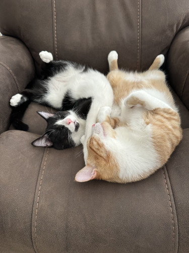 Image of black and white tuxedo cat and orange and white tabby laying on their backs with hind feet in the air.  They are napping in a large, oversized dark brown recliner. 