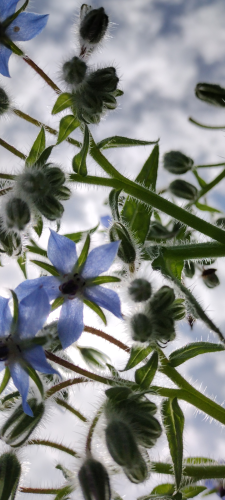 Translucent baby blue borage flowers with hairy stems and calyxes backlit by a cloudy sky.

