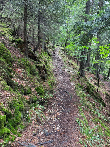 In middle a path covered with soil and small rocks leading through the forest, left side of the picture bigger rocks covered with moss and trees, on the right side trees and forest ground, in the middle of the picture on the path Shiro, reddish hunting dog