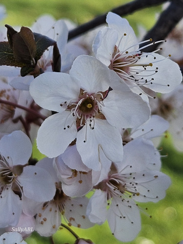 Close up of white blossom on the branch.