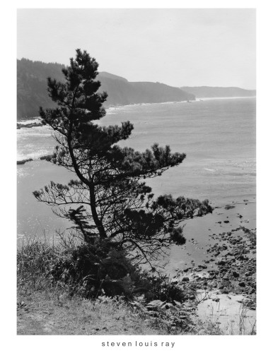 A lone pine tree along the left margin, extending into the center. It sits on a ridge above the ocean. A rocky coastline is visible below, with a series of hills in the distance descending to the horizon.