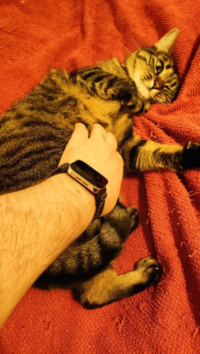 A brown striped cat (Winnie) laying on her back and letting me rub her belly. What I didn't know at the time was the trap lying in wait...