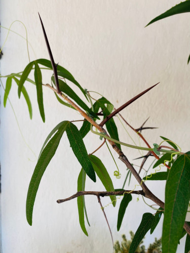 Green vine-y plant, wrapped around a wooden stick. Could be passiflora, not sure. 