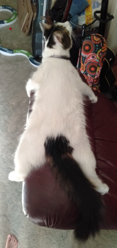 White cat with grey ears and tail laying spread out flat on back of brown leather armchair.