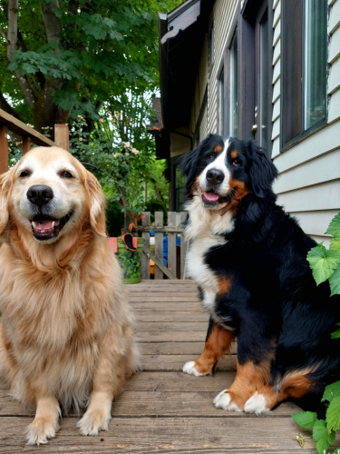 A Golden Retriever and a Bernese Mountain Dog sit on a wood deck, smiling, with slightly open mouths. The sky is overcast, and deep green trees are behind them. 