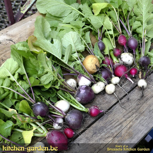 A variety of different coloured radishes lying on top of an old wooden table