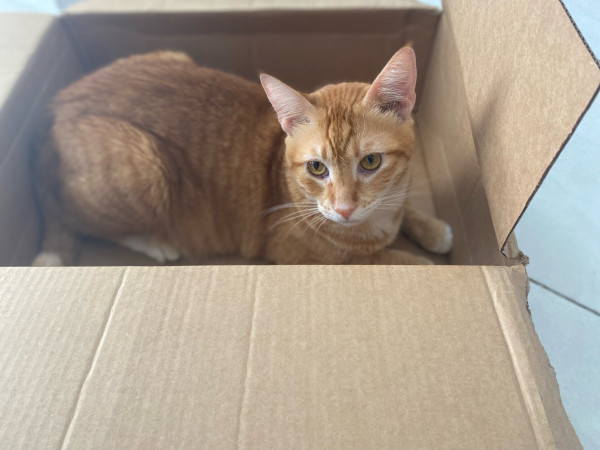 Orange tabby cat looking at the camera while laying inside a medium-sized cardboard box, ears perked up and nearly ready to attack