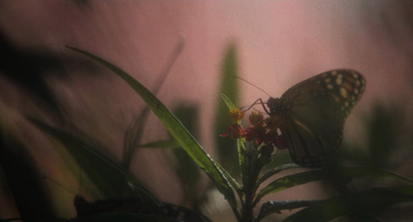 Monarch butterfly perched on plant, a still from the opening credits of May December 