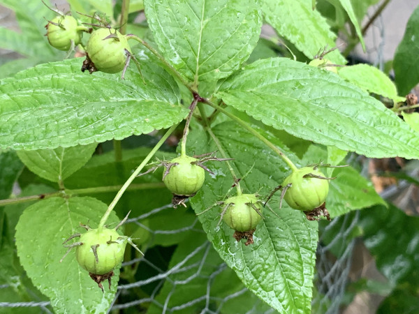 A pic of a cluster of unripe spider berries hanging from long stems off a vine. The berries are round and have purple vertical veins. They have purple spiny leaflets growing on the berry near the stem of the berry and this is how the berry gets its name bc they look like spider legs. The leaves are deeply veined lanceolate. The vines are being held up by chicken wire. 