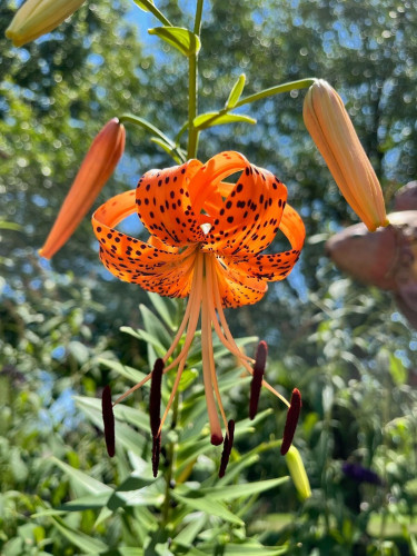 bright orange tigerlilly with black spots long stamens in the middle of two other blooms that have not yet opened. 