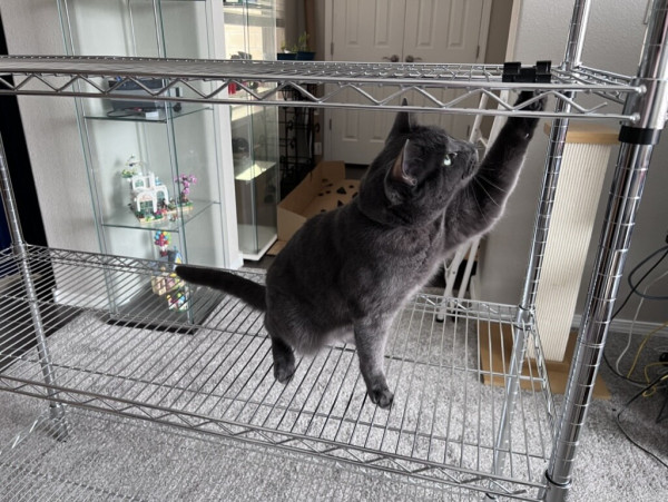 A grey tabby cat on a metal wire shelf fiddles with a piece of plastic on the shelf above.