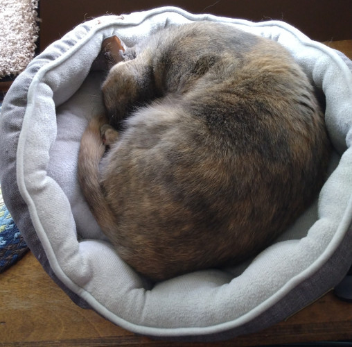 A grey, orange and white dilute tortoiseshell cat is curled into a tight ball as she sleeps in her grey and white cat bed.