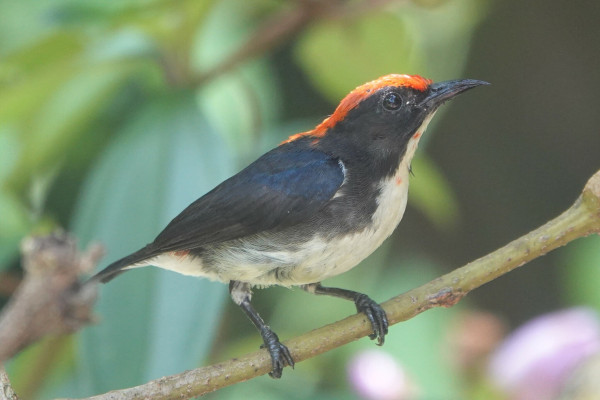 A bird with bright red upperparts, a blackish head and sides, blueish-black wings with mostly white underparts.