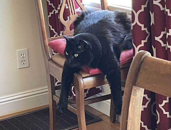 Black cat sitting on a chair with his front legs hanging straight down over the side