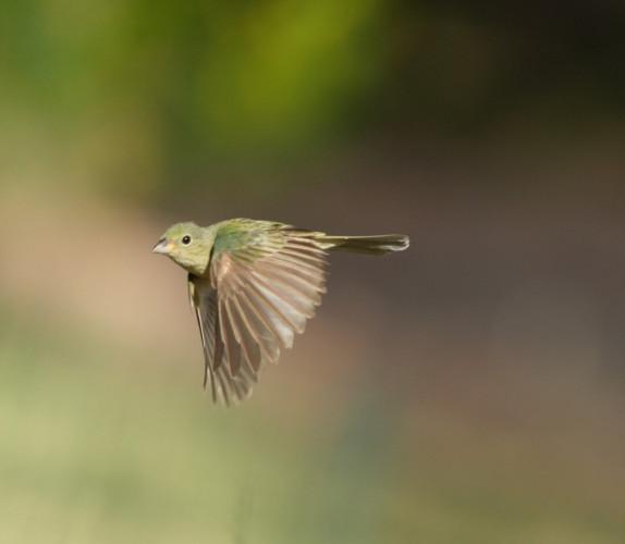 Female painted bunting flying to the left. Green and brown plumage, grey beak, white eye ring.