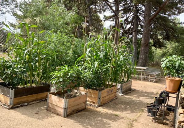Photo of several raised beds made from pallet boxes standing on a concrete driveway. They hold mostly peppers, corn, and cherry tomatoes.