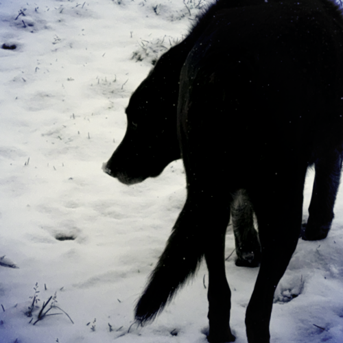 My black lab dog named Drake outside in the snow