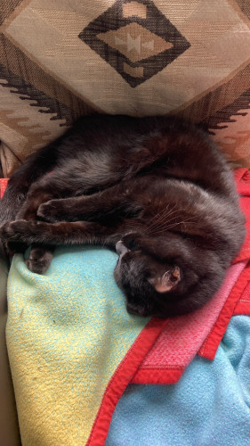 A very relaxed black cat, sleeping without remorse