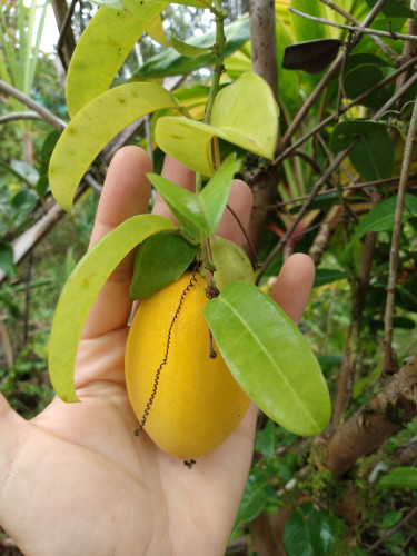 an almost-ripe orange lilikoi hanging on the vine