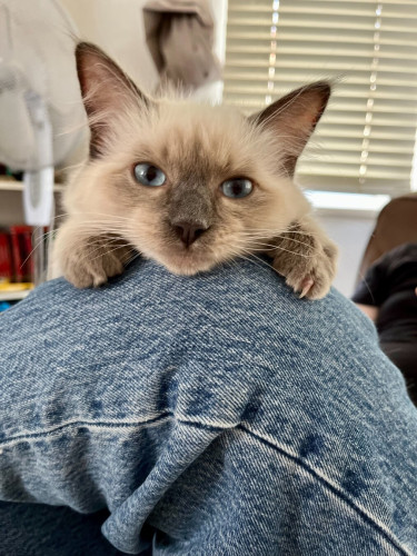 Ragdoll cat holding on to a jeaned leg looking cute.