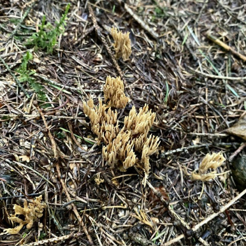 Little brownish stalks